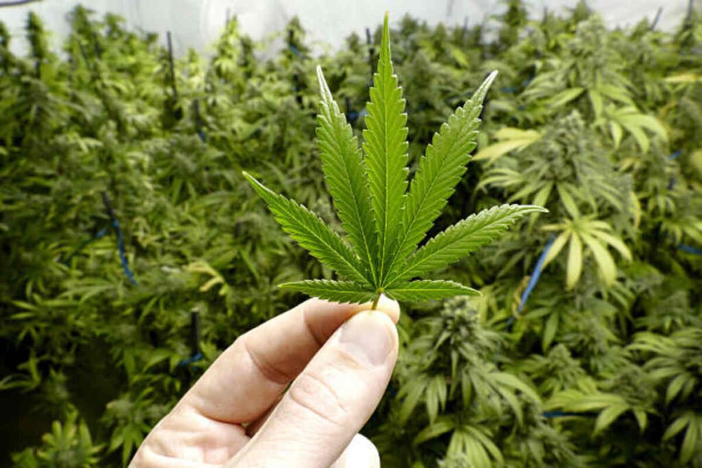 Discovering DTV5: Harbor City Hemp Benefits