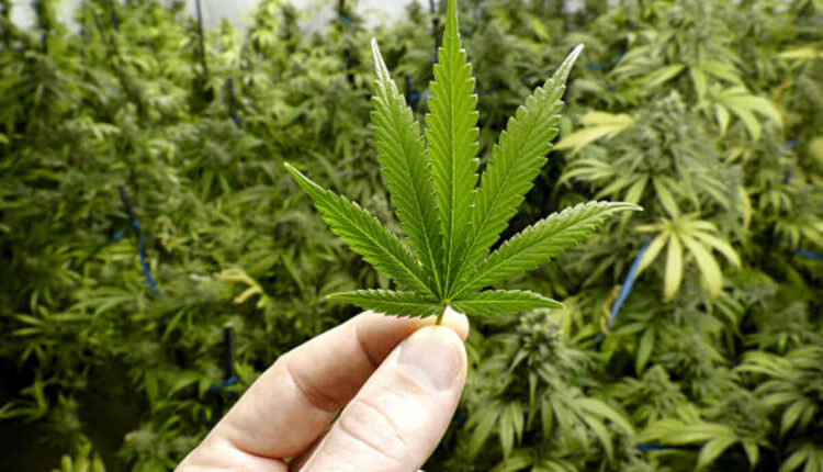 Discovering DTV5 Harbor City Hemp Benefits