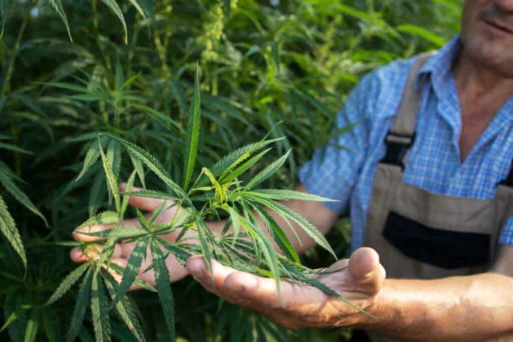 Great things about Harbor City Hemp Goods