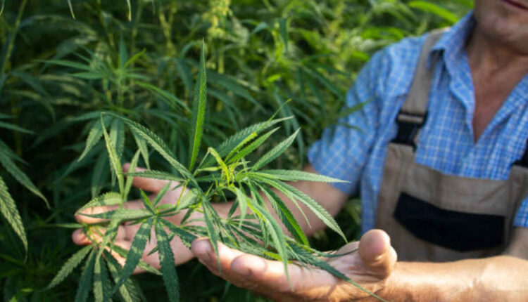 Great things about Harbor City Hemp Goods