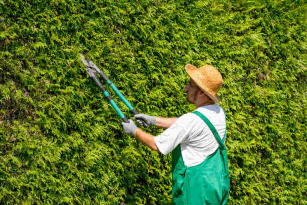 Effective Weed Control Tips to Boost Curb Appeal and Increase Property Value