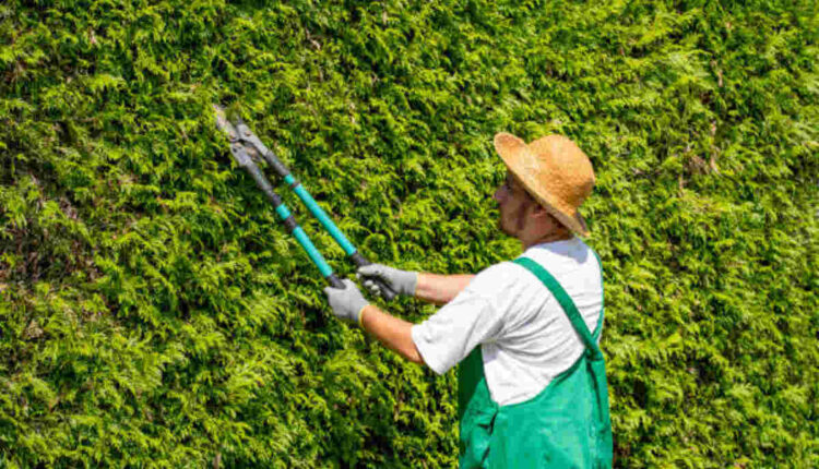 Weed control services