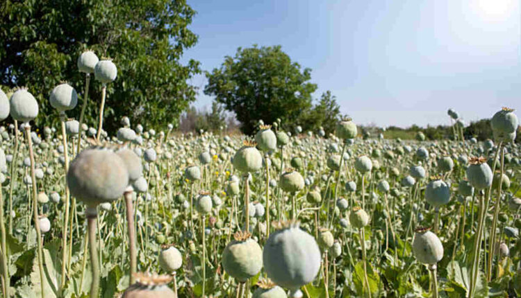 How to Safely Purchase Poppy Pods Online